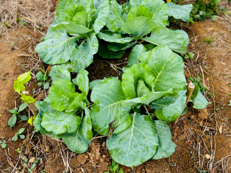cabage-plant